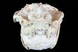 Beautiful, Oreodont (Leptauchenia) Skull #77820-7